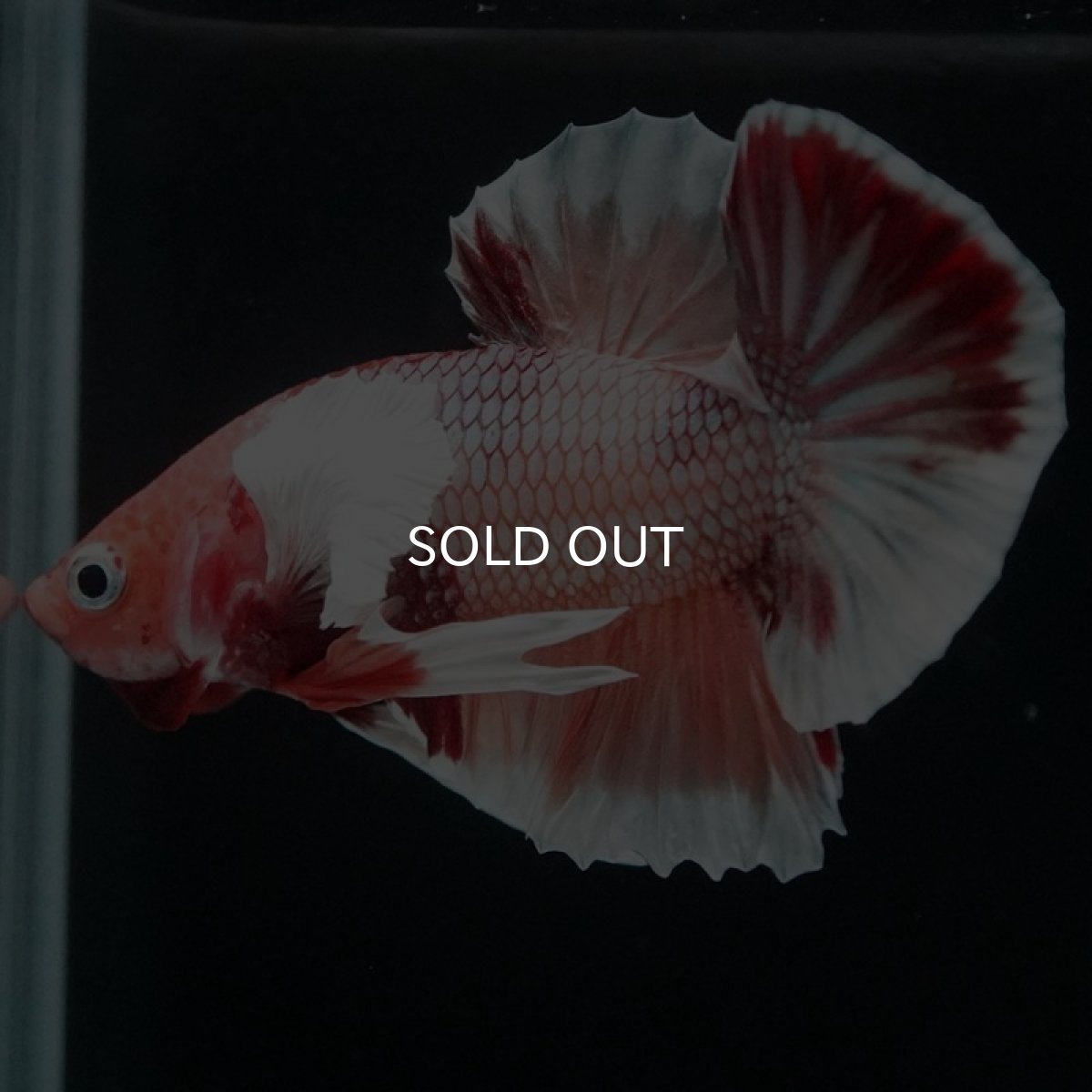 画像5: HMPK ファンシーダンボ (5)