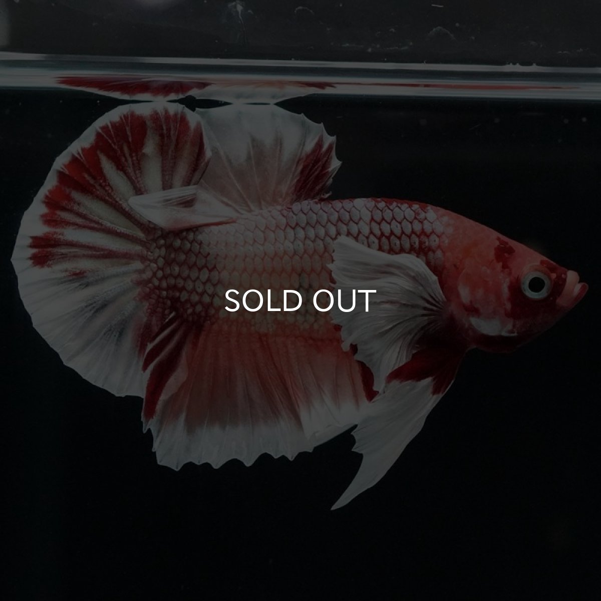 画像6: HMPK ファンシーダンボ (6)