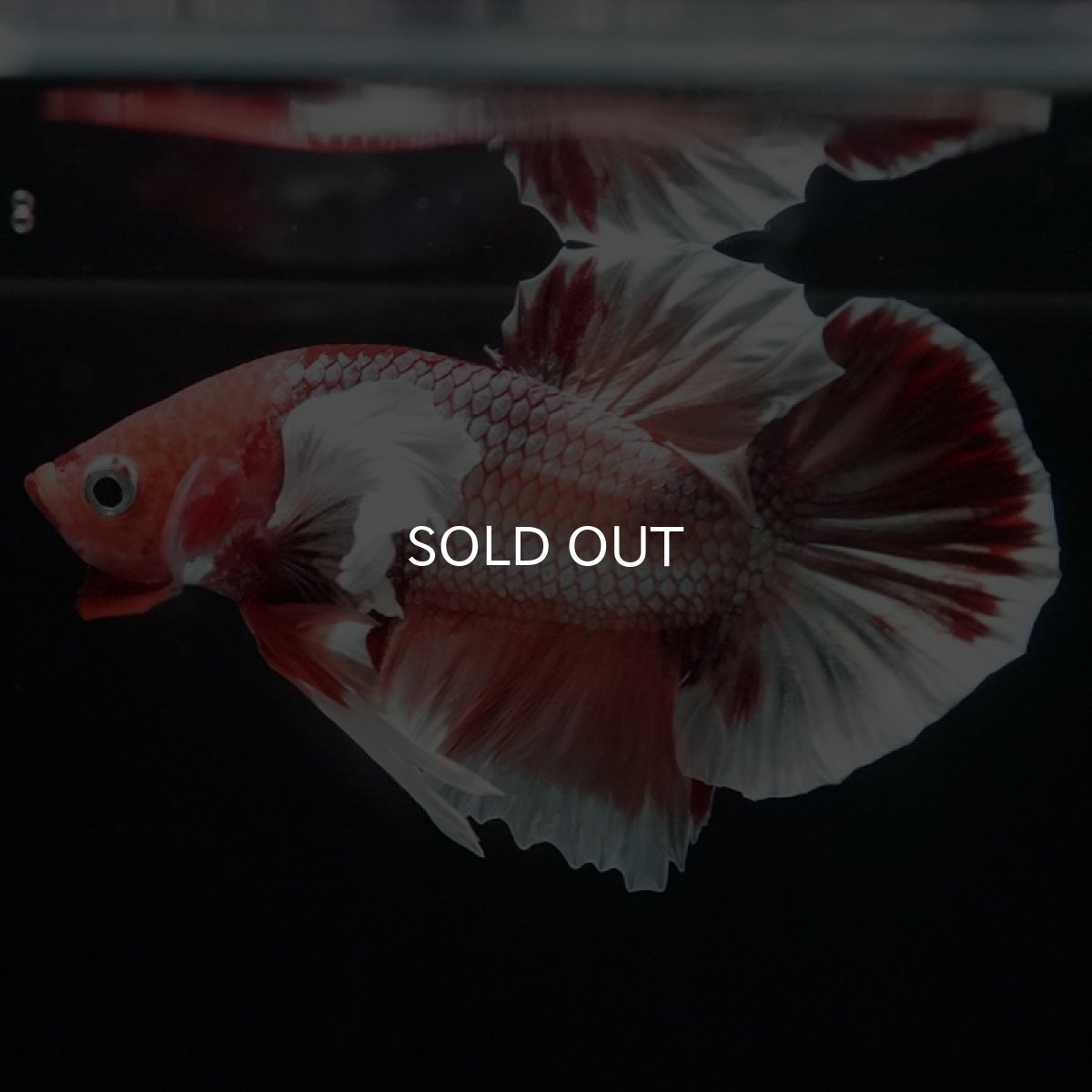 画像3: HMPK ファンシーダンボ (3)