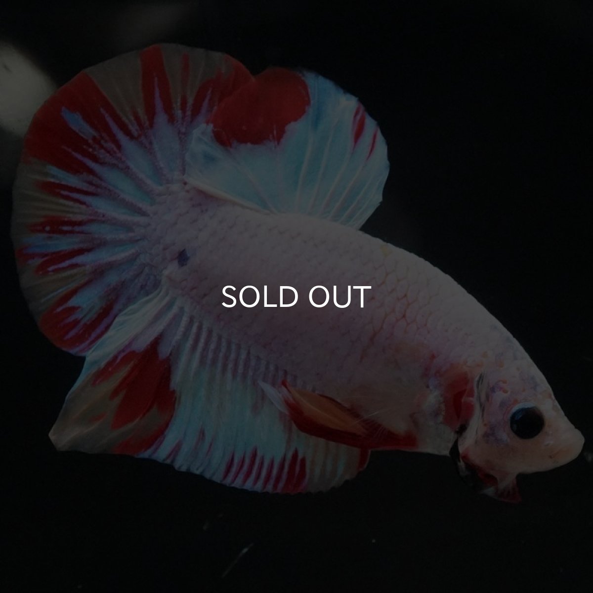 画像4: HMPK ホワイトファンシー (4)