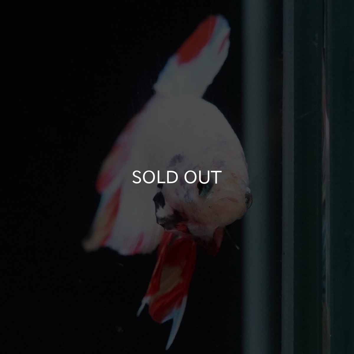 画像3: HMPK ホワイトファンシー (3)