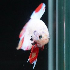 画像3: HMPK　ホワイトファンシー (3)
