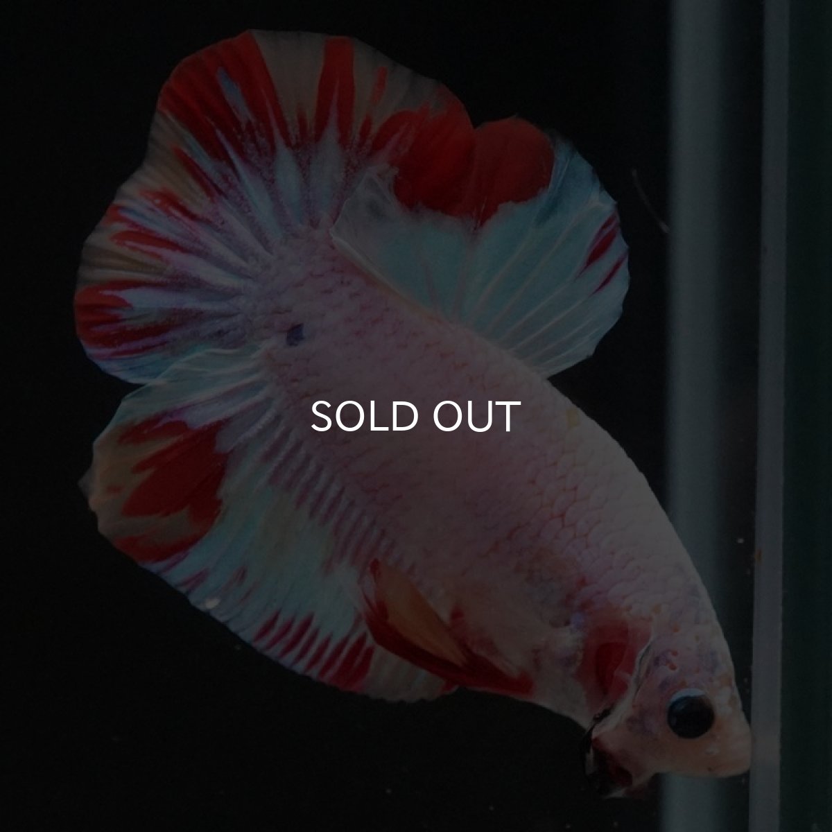 画像6: HMPK ホワイトファンシー (6)