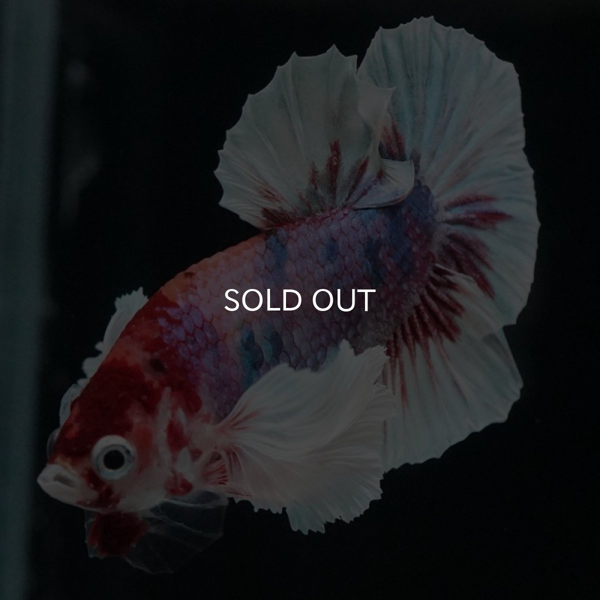 画像11: HMPK キャンディダンボ (11)