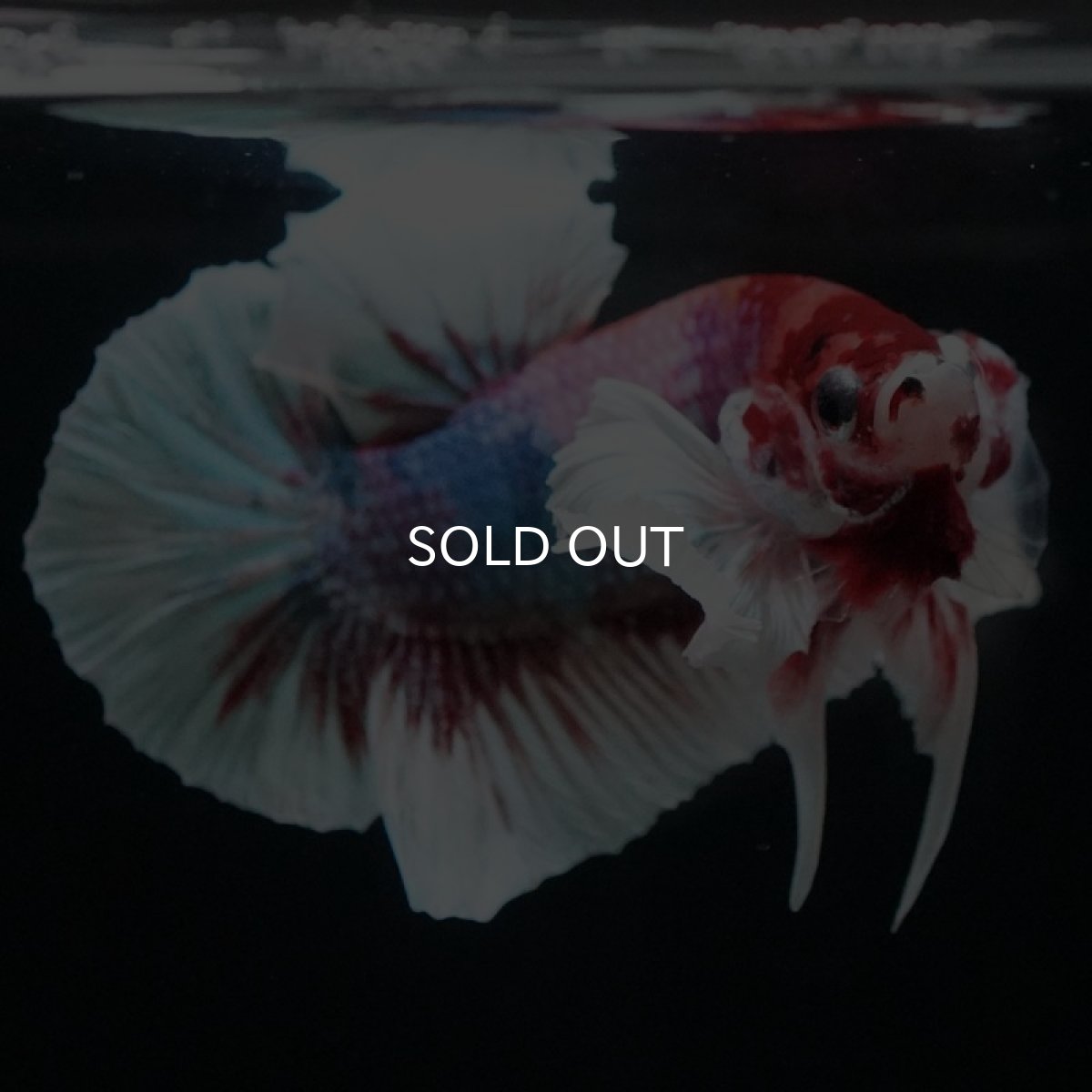 画像6: HMPK キャンディダンボ (6)