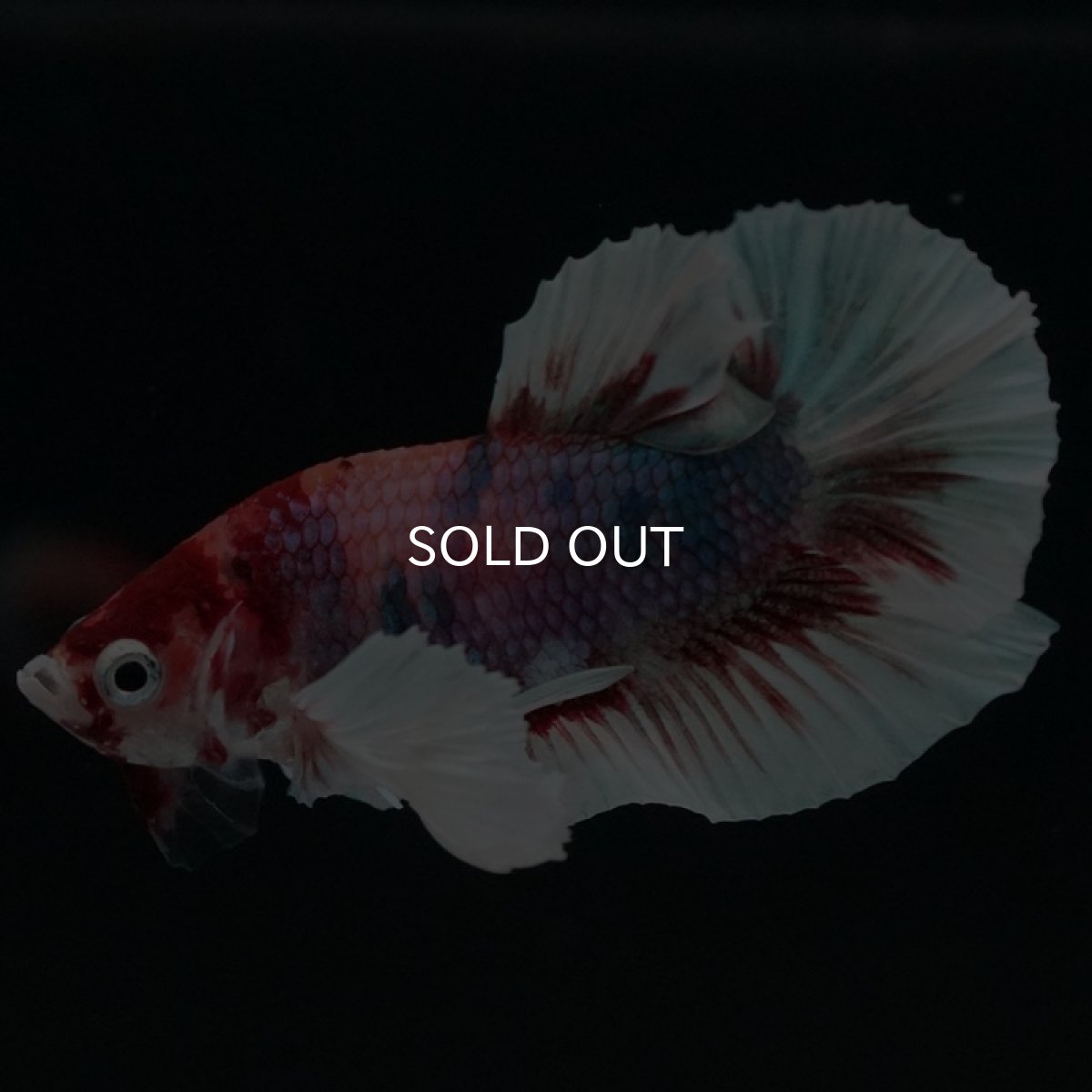 画像10: HMPK キャンディダンボ (10)