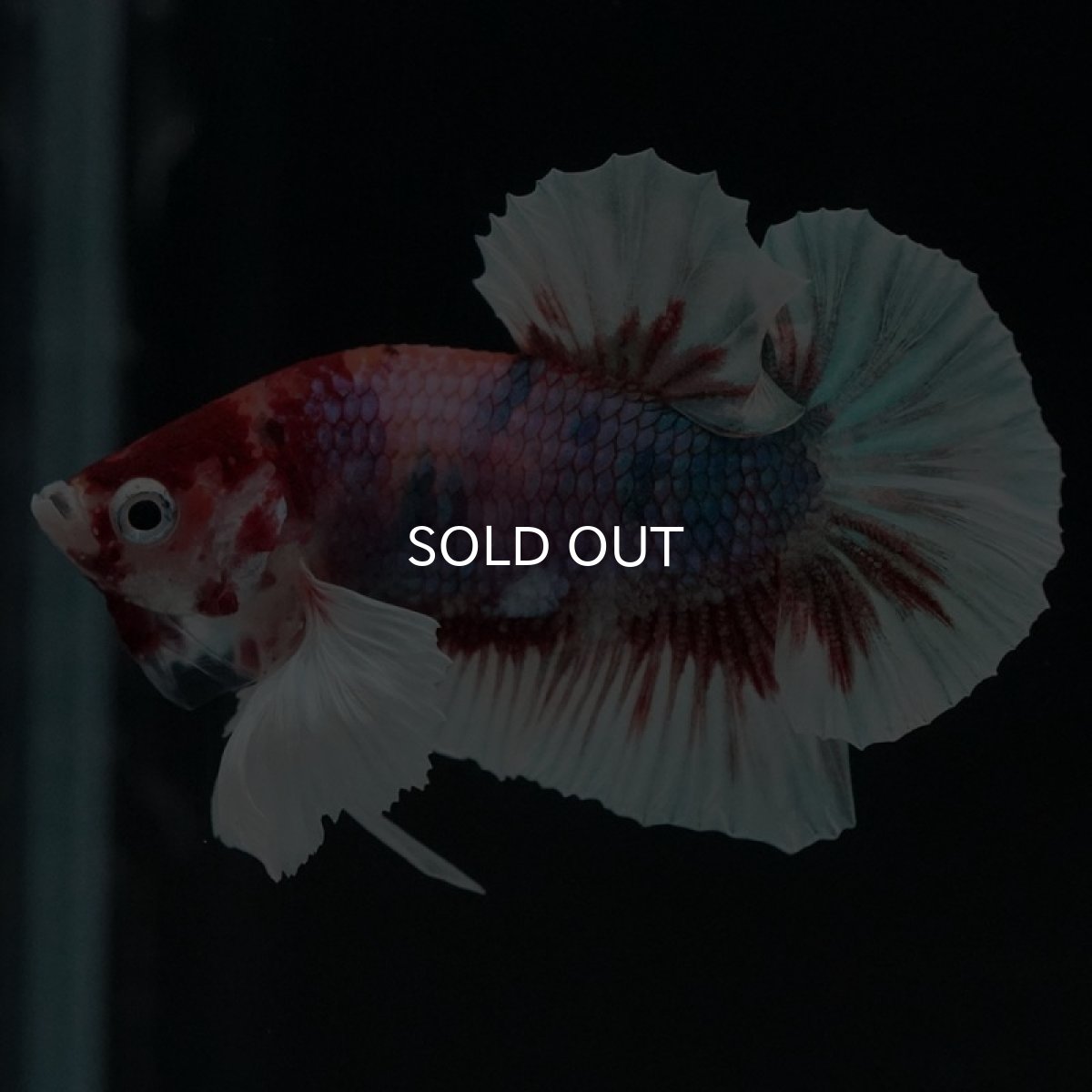 画像9: HMPK キャンディダンボ (9)