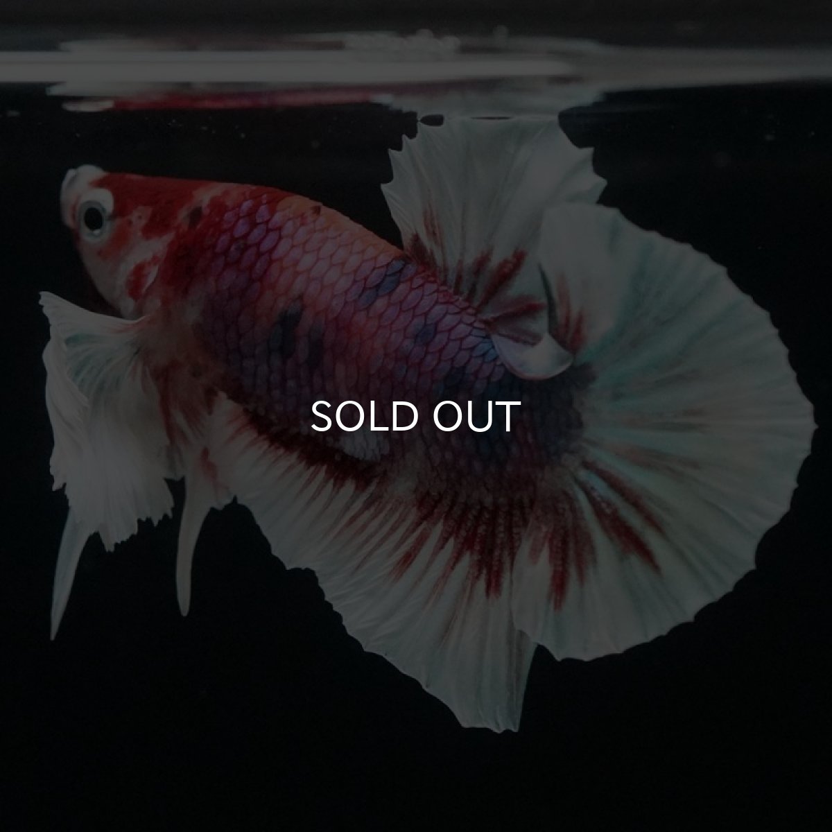 画像7: HMPK キャンディダンボ (7)