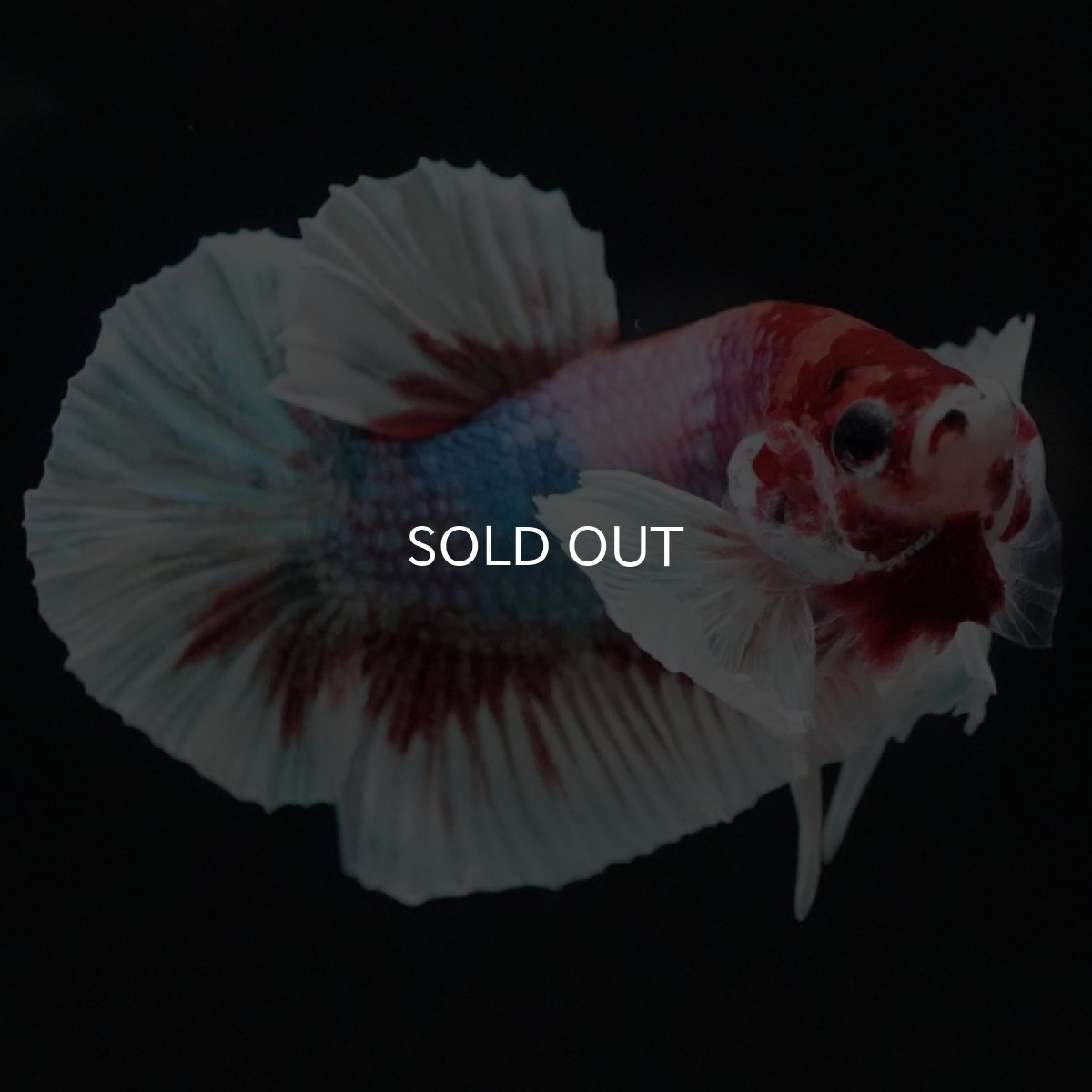 画像3: HMPK キャンディダンボ (3)