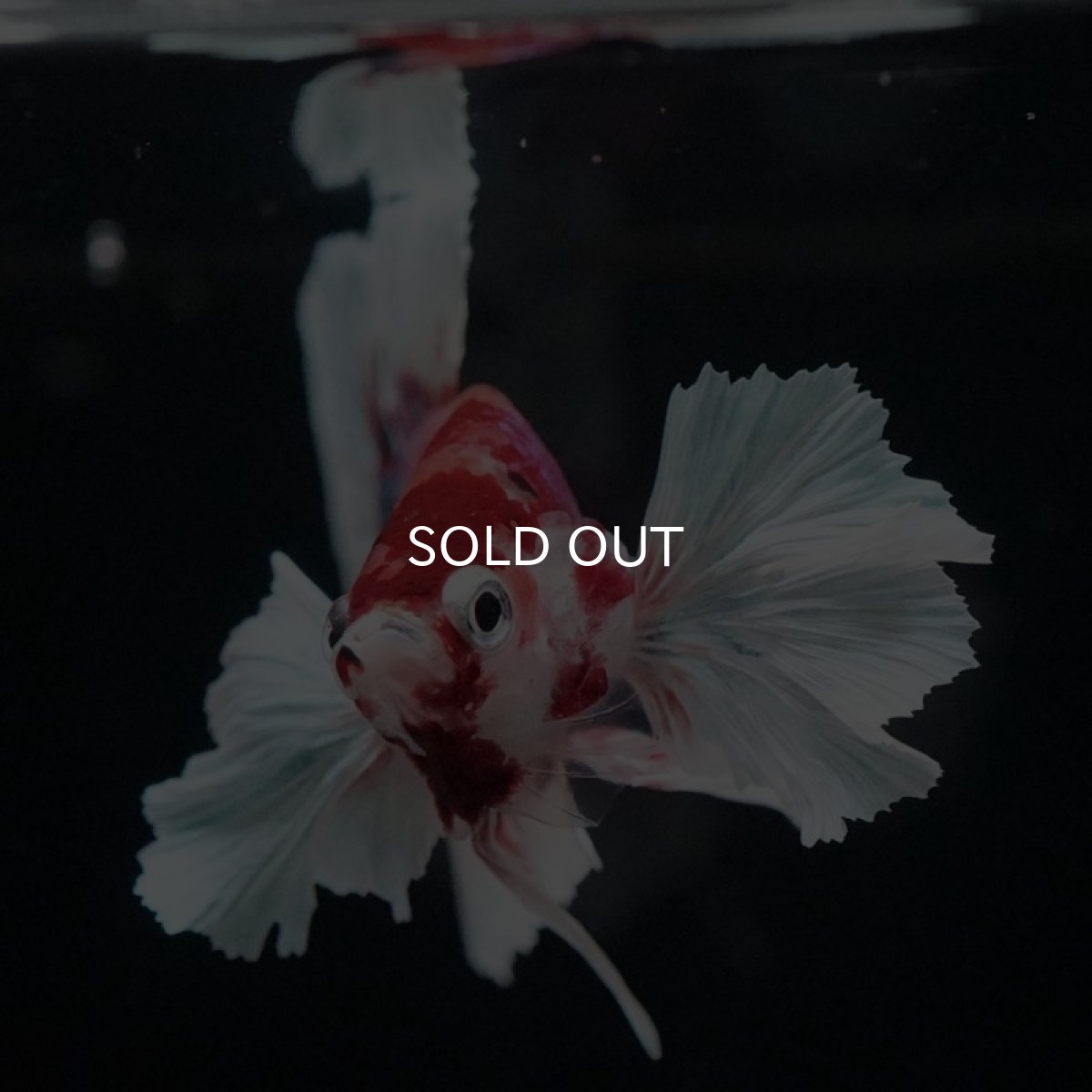 画像5: HMPK キャンディダンボ (5)