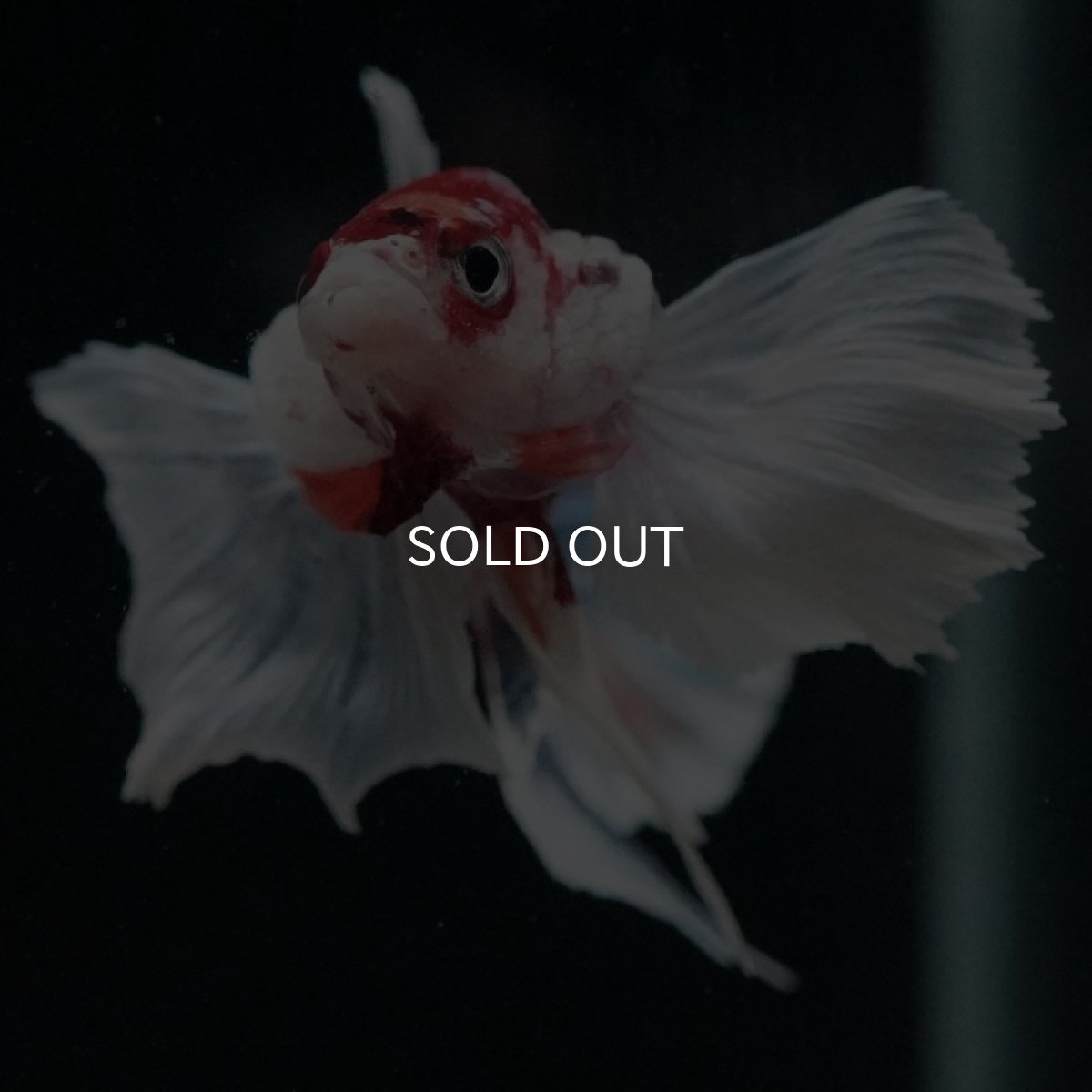 画像7: HMPK　ファンシーダンボ (7)