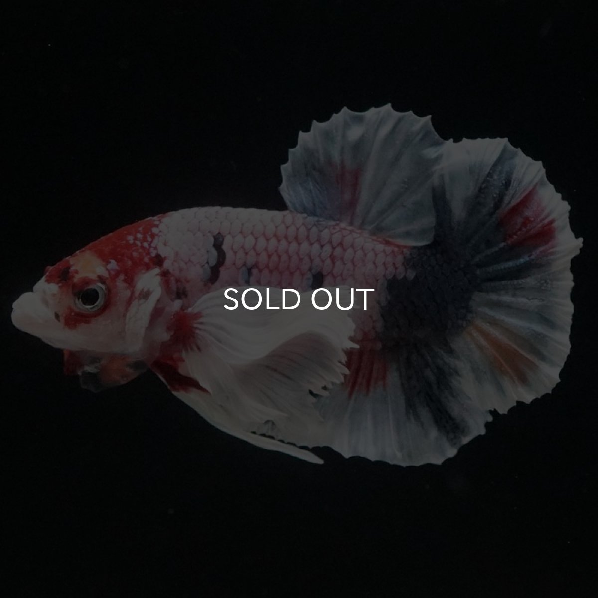 画像5: HMPK　ファンシーダンボ (5)