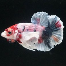 画像5: HMPK　ファンシーダンボ (5)