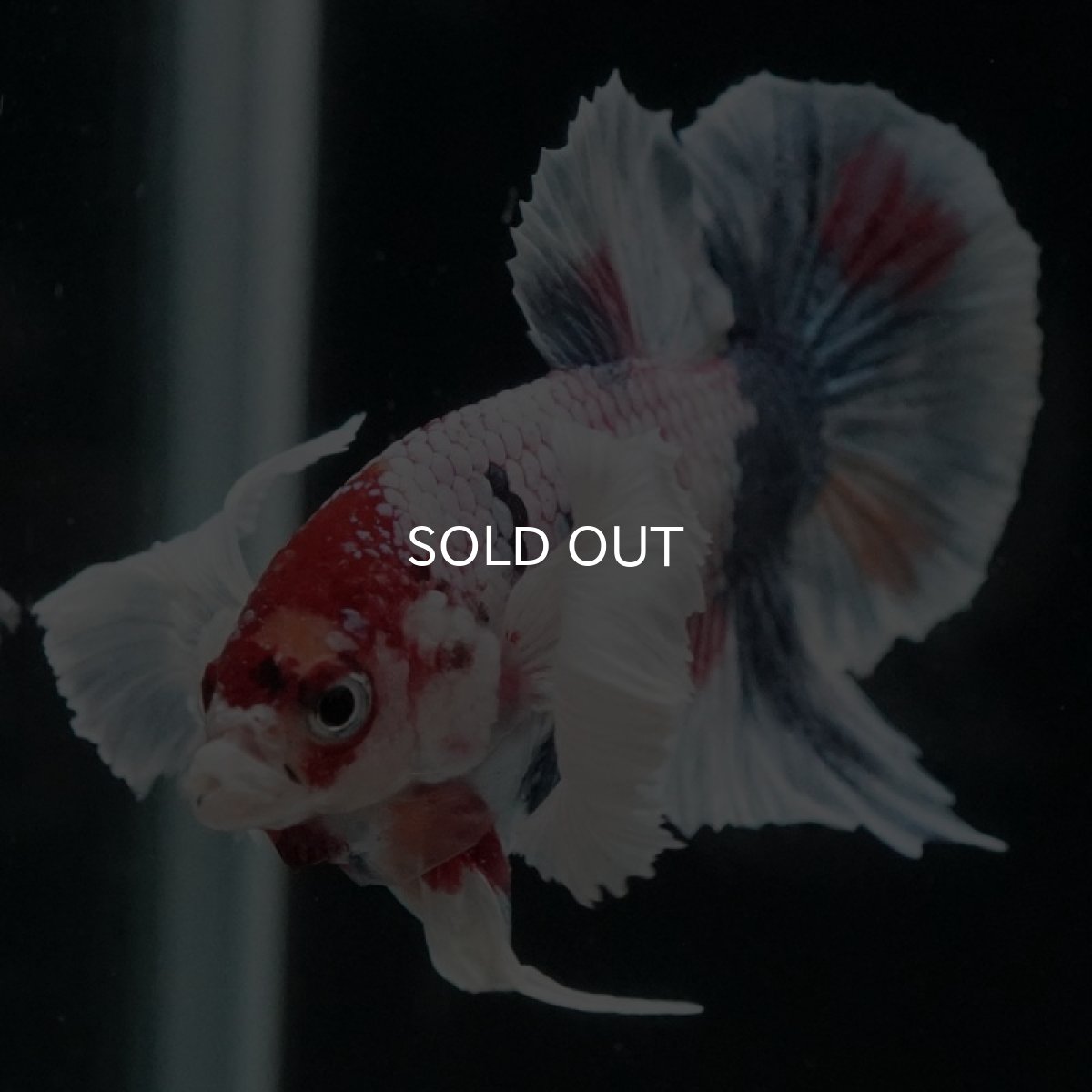 画像3: HMPK　ファンシーダンボ (3)