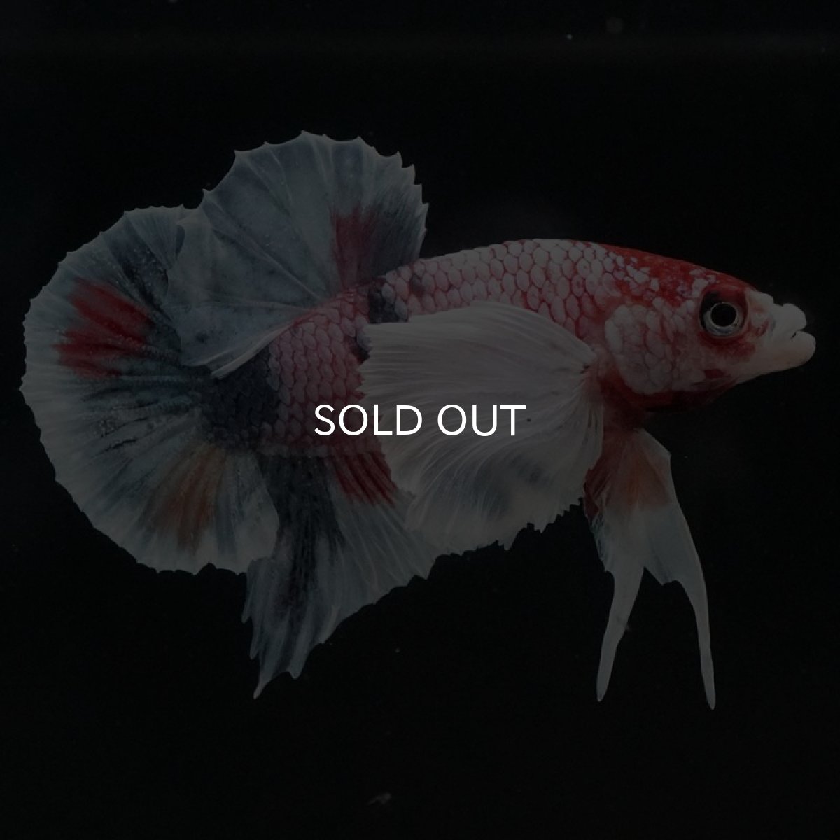 画像8: HMPK　ファンシーダンボ (8)