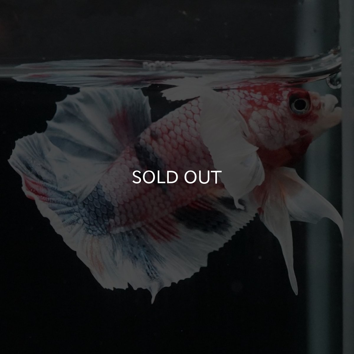 画像6: HMPK　ファンシーダンボ (6)