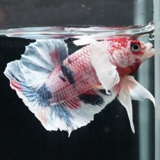 画像6: HMPK　ファンシーダンボ (6)