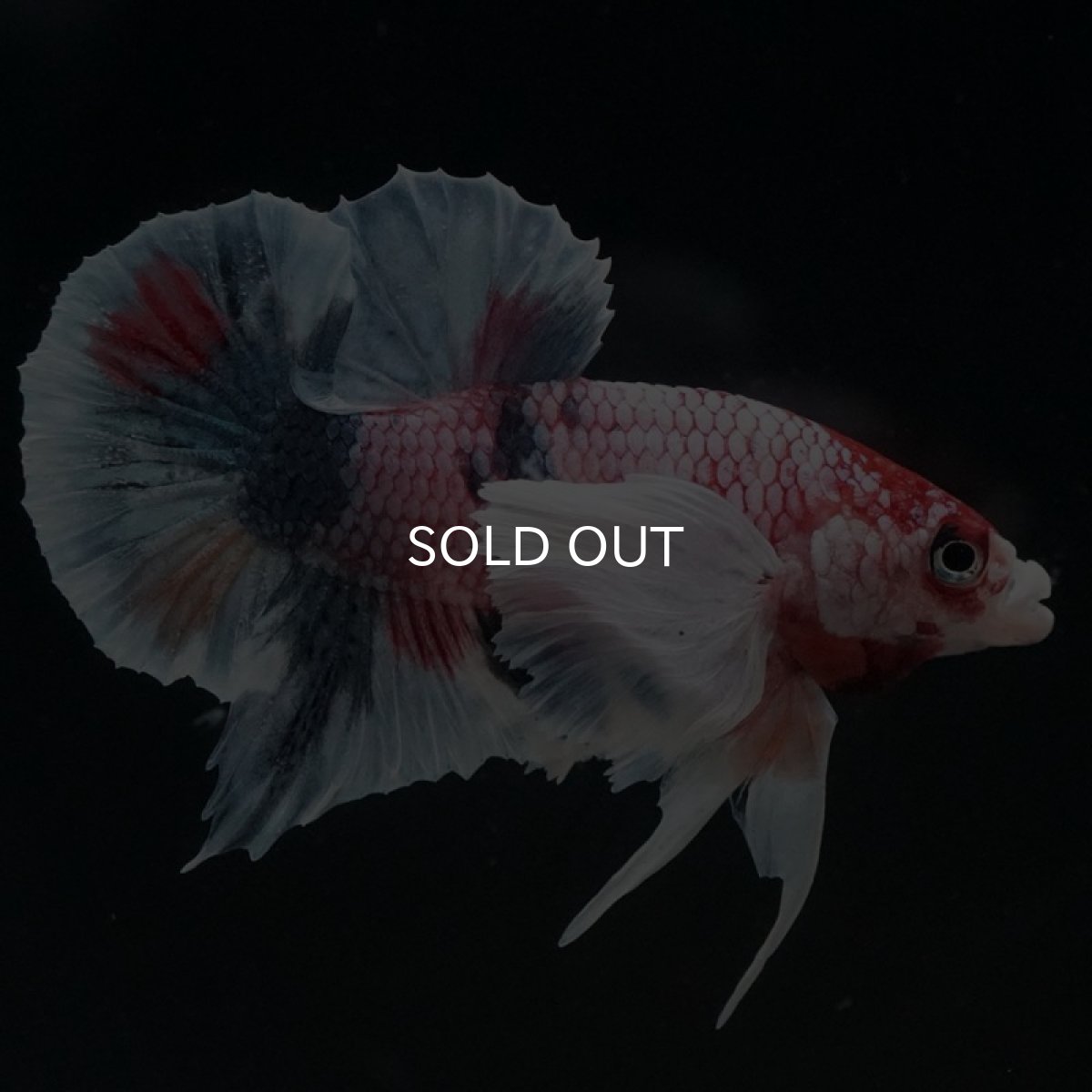 画像2: HMPK　ファンシーダンボ (2)