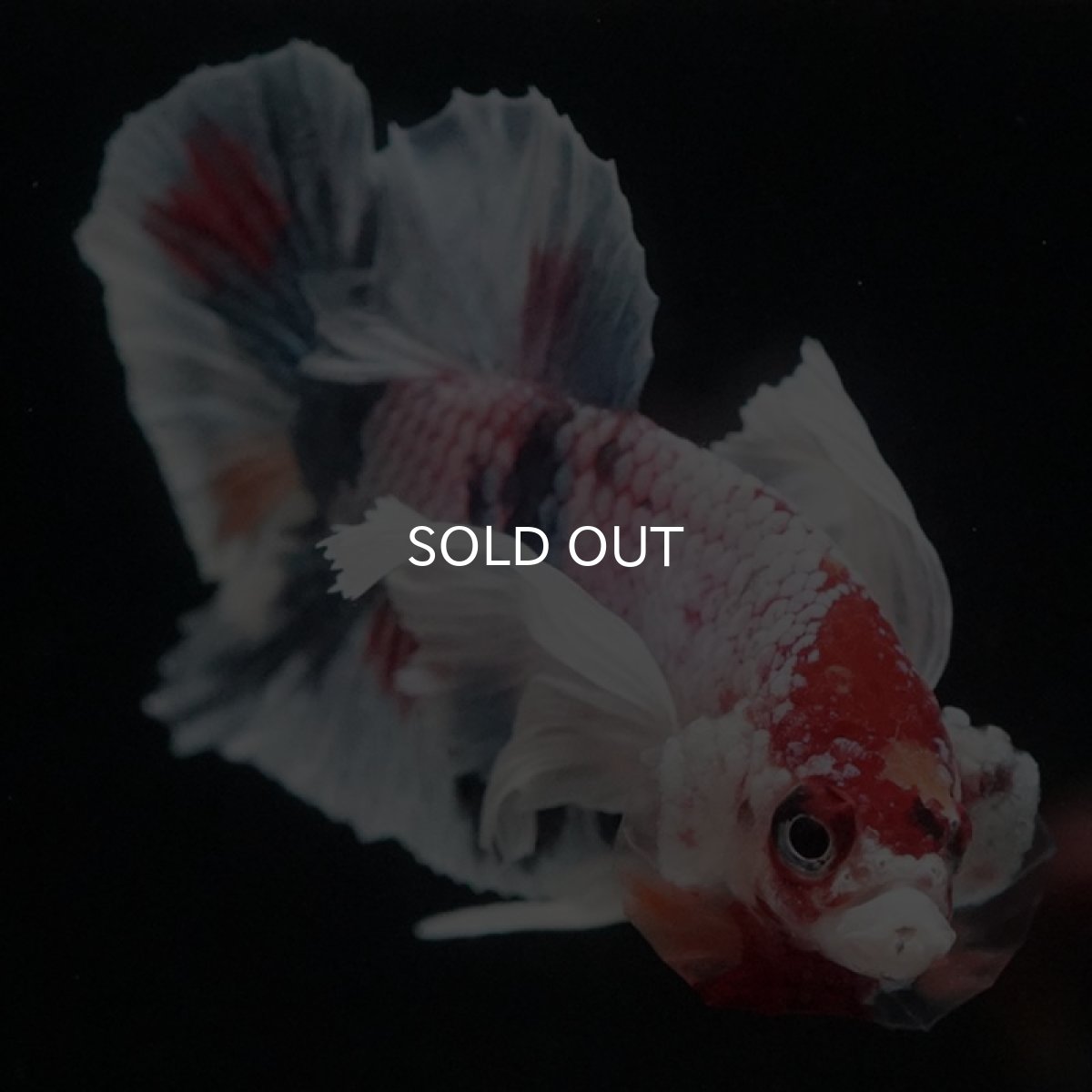 画像4: HMPK　ファンシーダンボ (4)