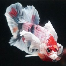 画像4: HMPK　ファンシーダンボ (4)