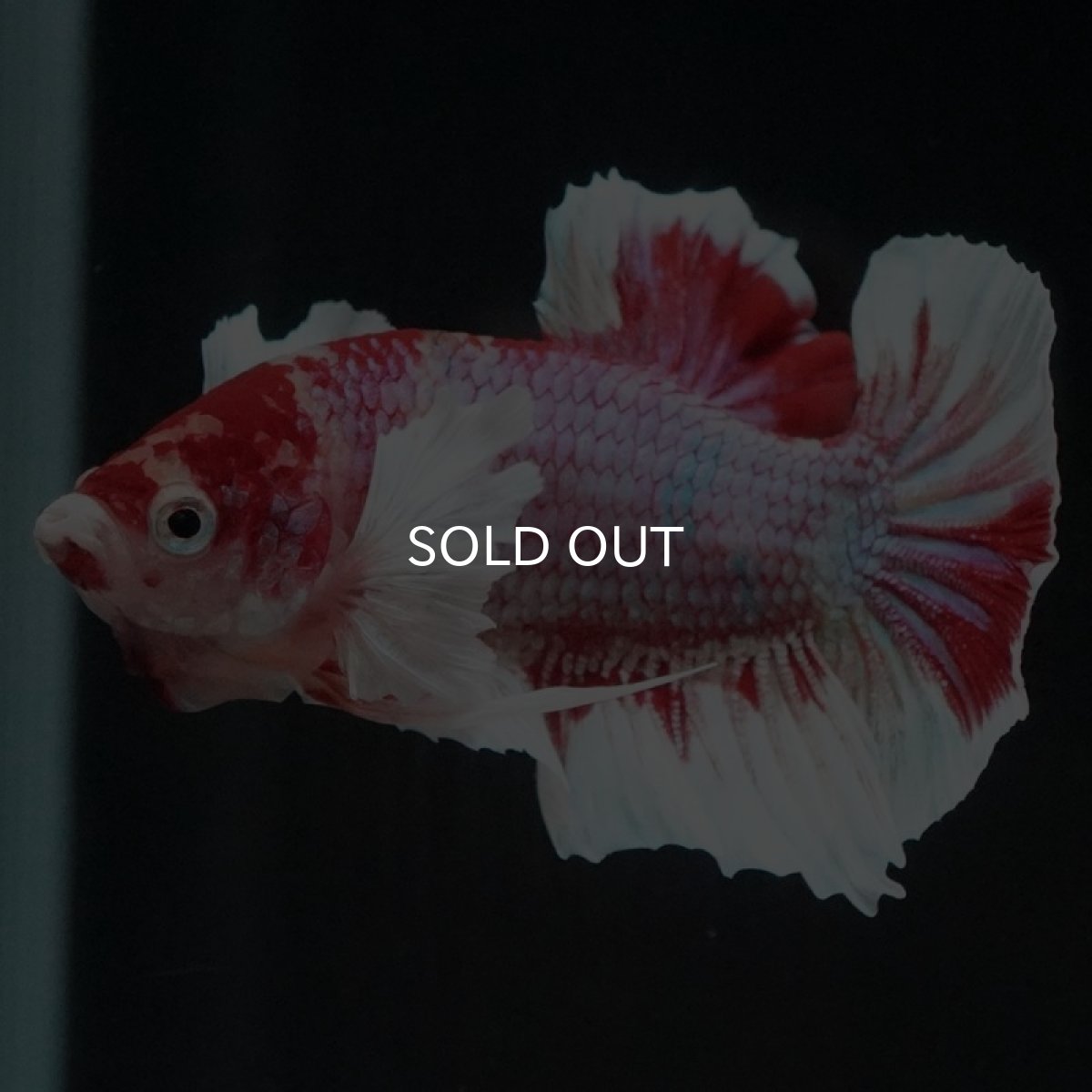 画像7: HMPK キャンディダンボ (7)