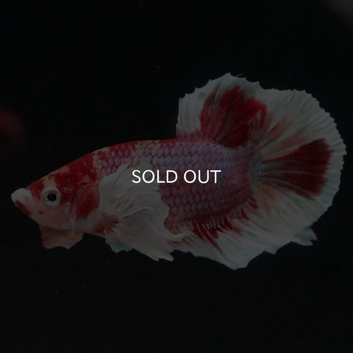 画像5: HMPK キャンディダンボ (5)