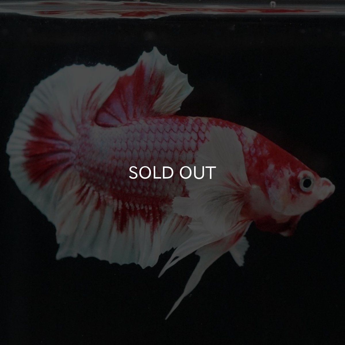 画像8: HMPK キャンディダンボ (8)