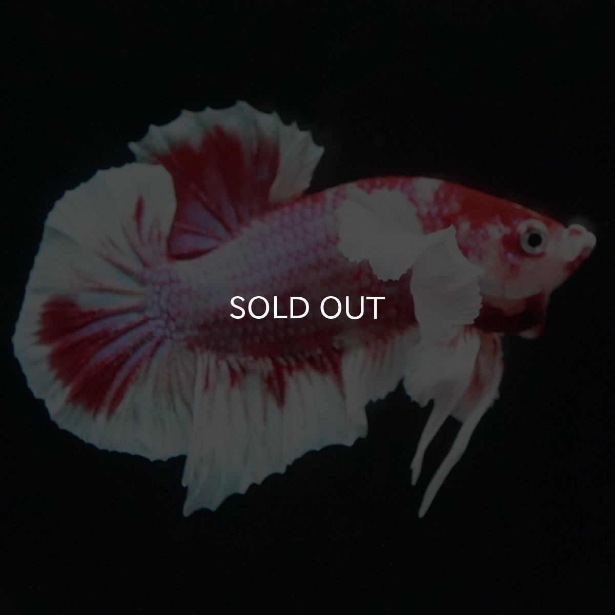 画像4: HMPK キャンディダンボ (4)