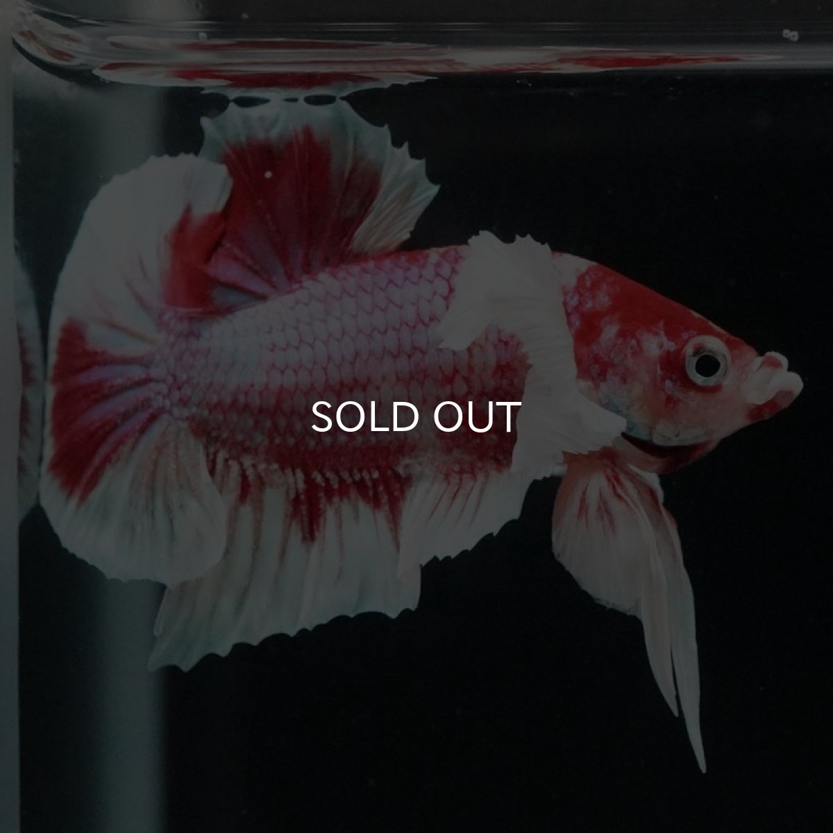 画像6: HMPK キャンディダンボ (6)