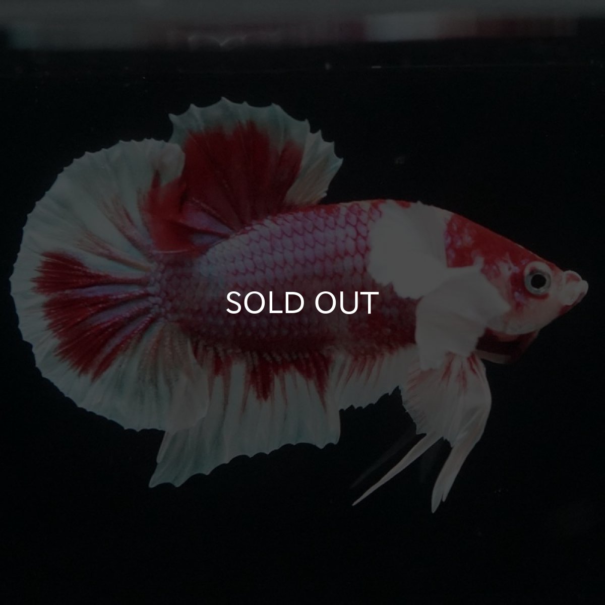 画像2: HMPK キャンディダンボ (2)