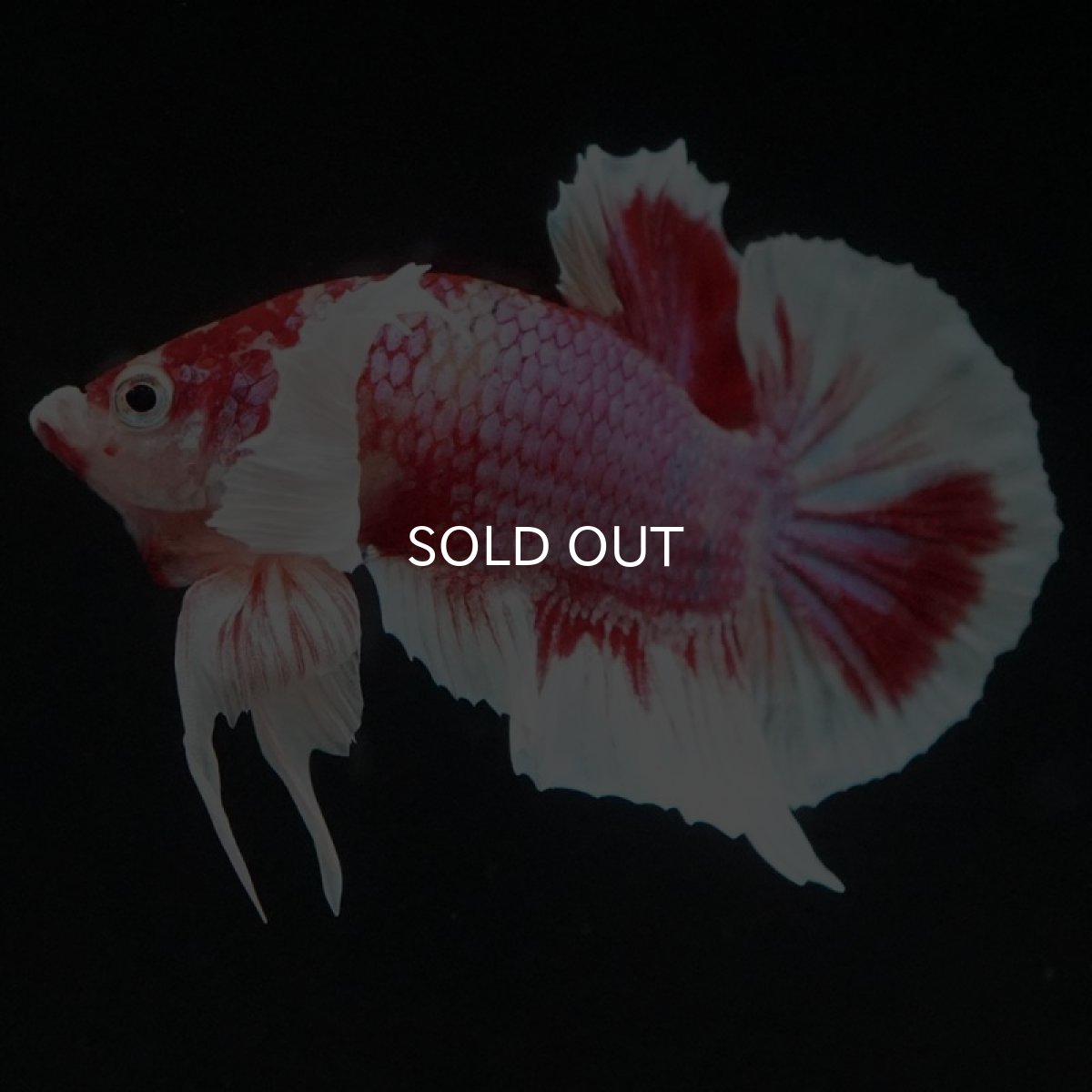 画像3: HMPK キャンディダンボ (3)