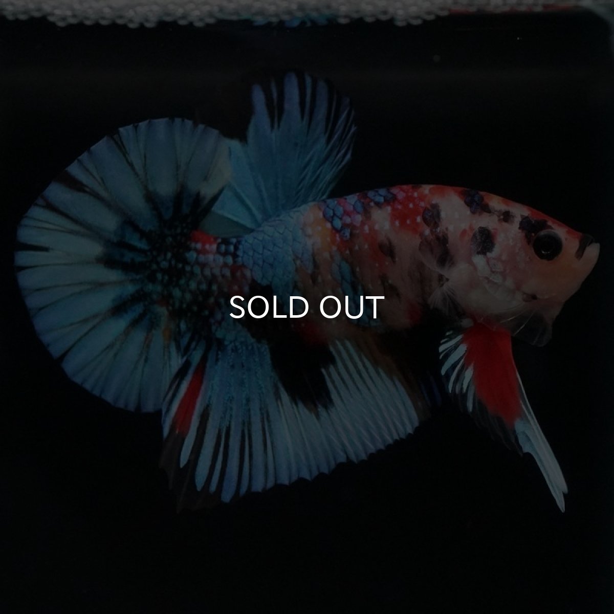 画像3: HMPK キャンディギャラクシー (3)