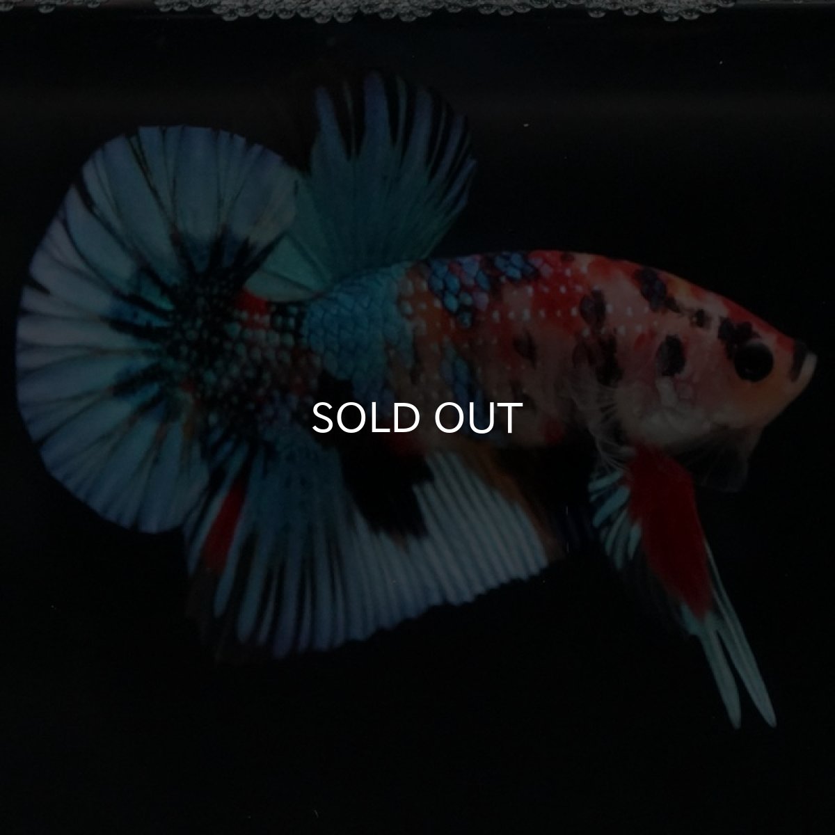 画像8: HMPK キャンディギャラクシー (8)