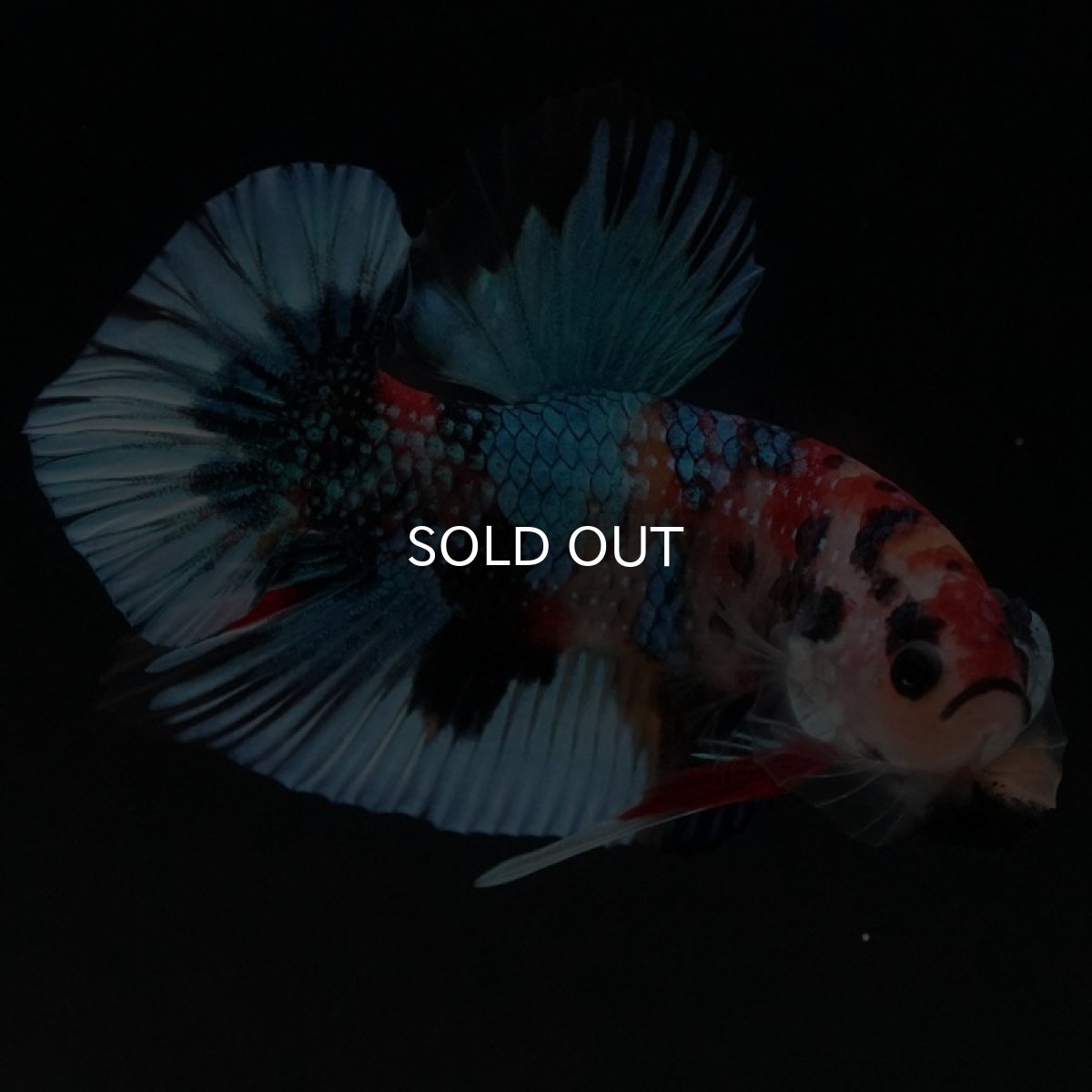 画像5: HMPK キャンディギャラクシー (5)