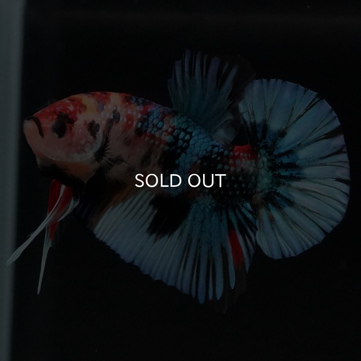 画像10: HMPK キャンディギャラクシー (10)