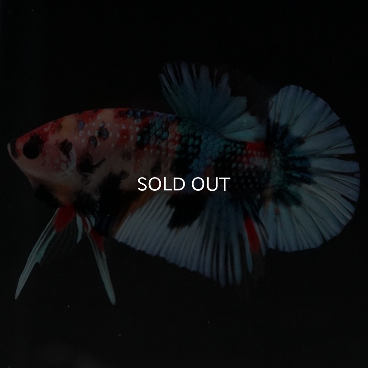 画像9: HMPK キャンディギャラクシー (9)