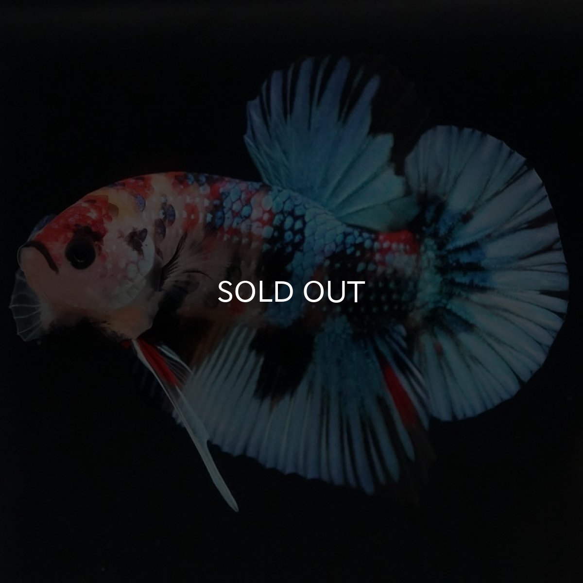 画像2: HMPK キャンディギャラクシー (2)