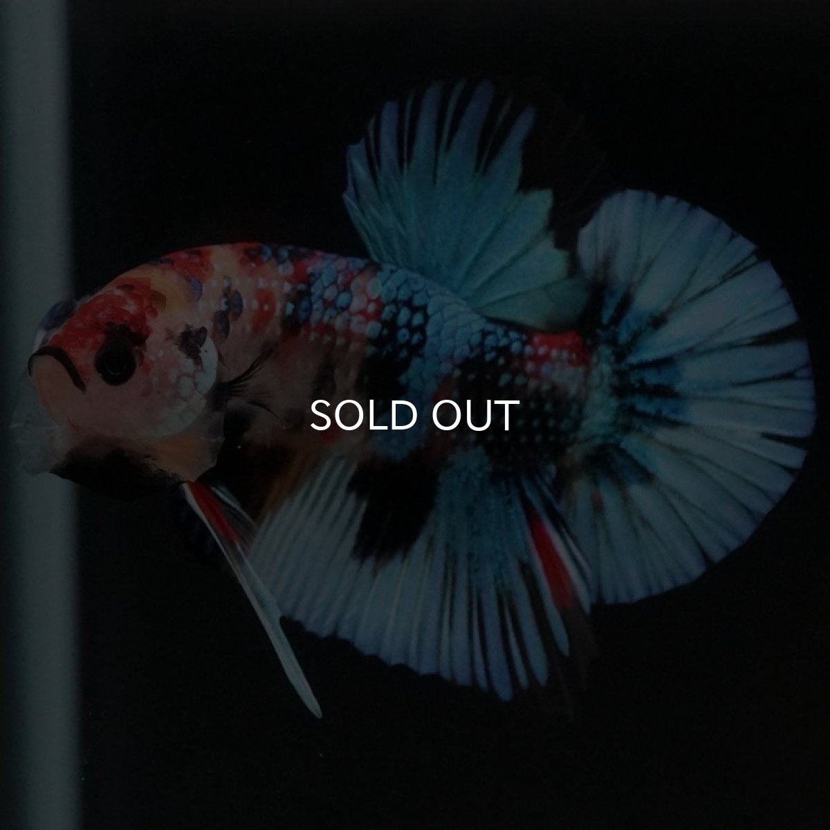 画像6: HMPK キャンディギャラクシー (6)