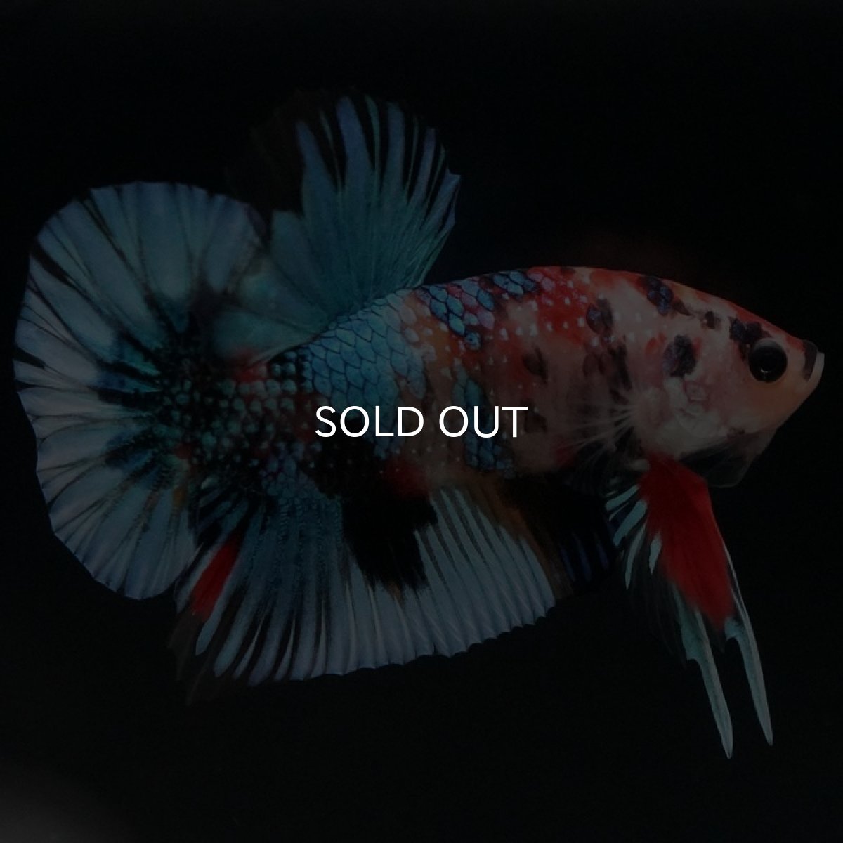 画像7: HMPK キャンディギャラクシー (7)