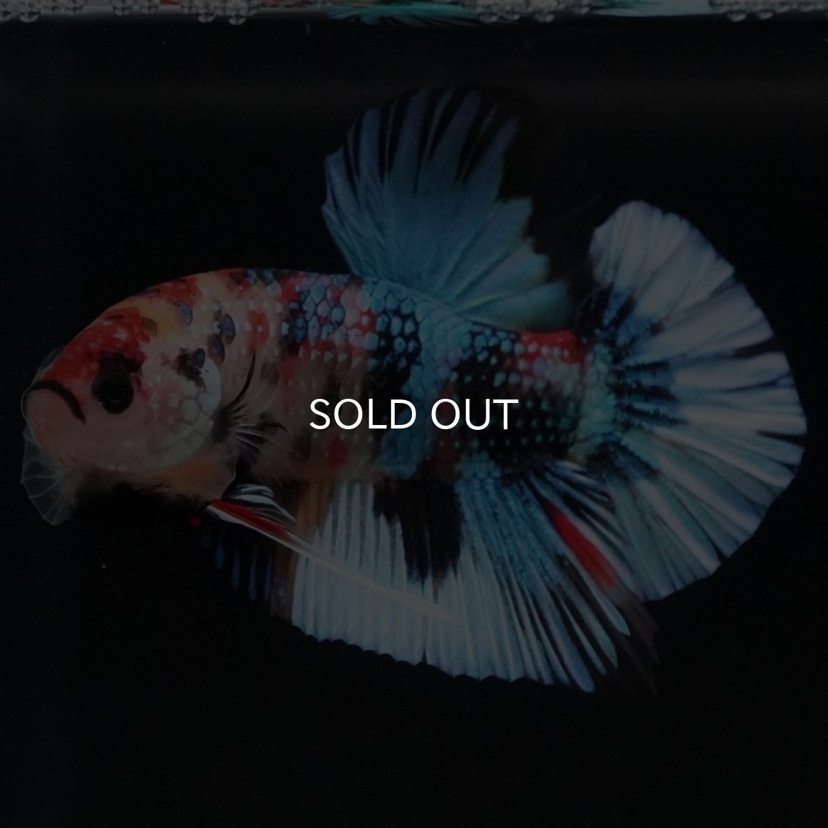 画像4: HMPK キャンディギャラクシー (4)