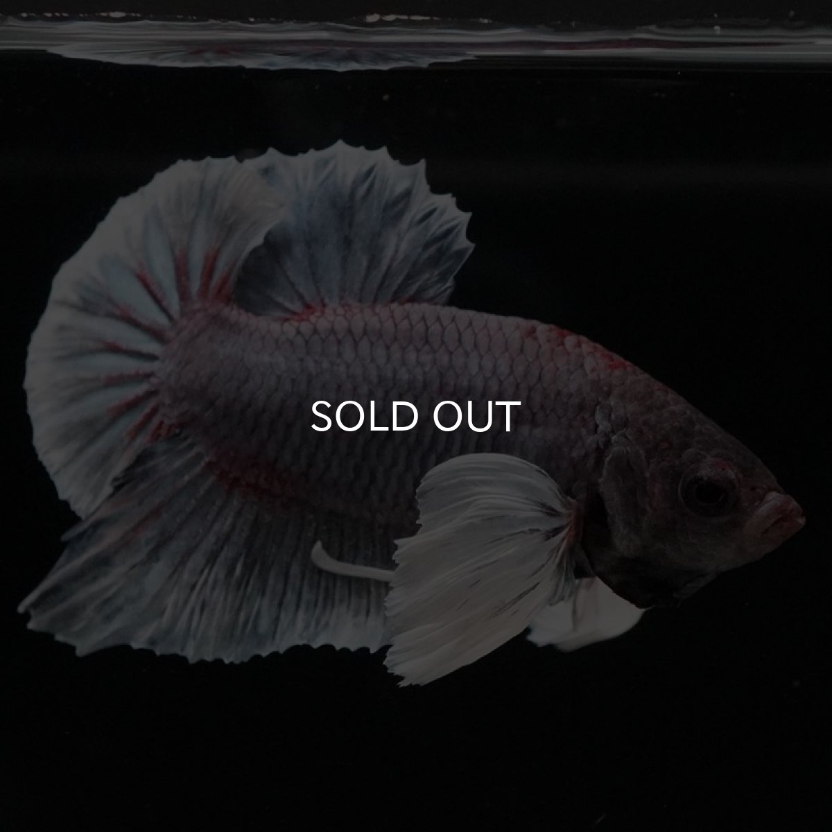 画像7: HMPK ファンシーダンボ (7)