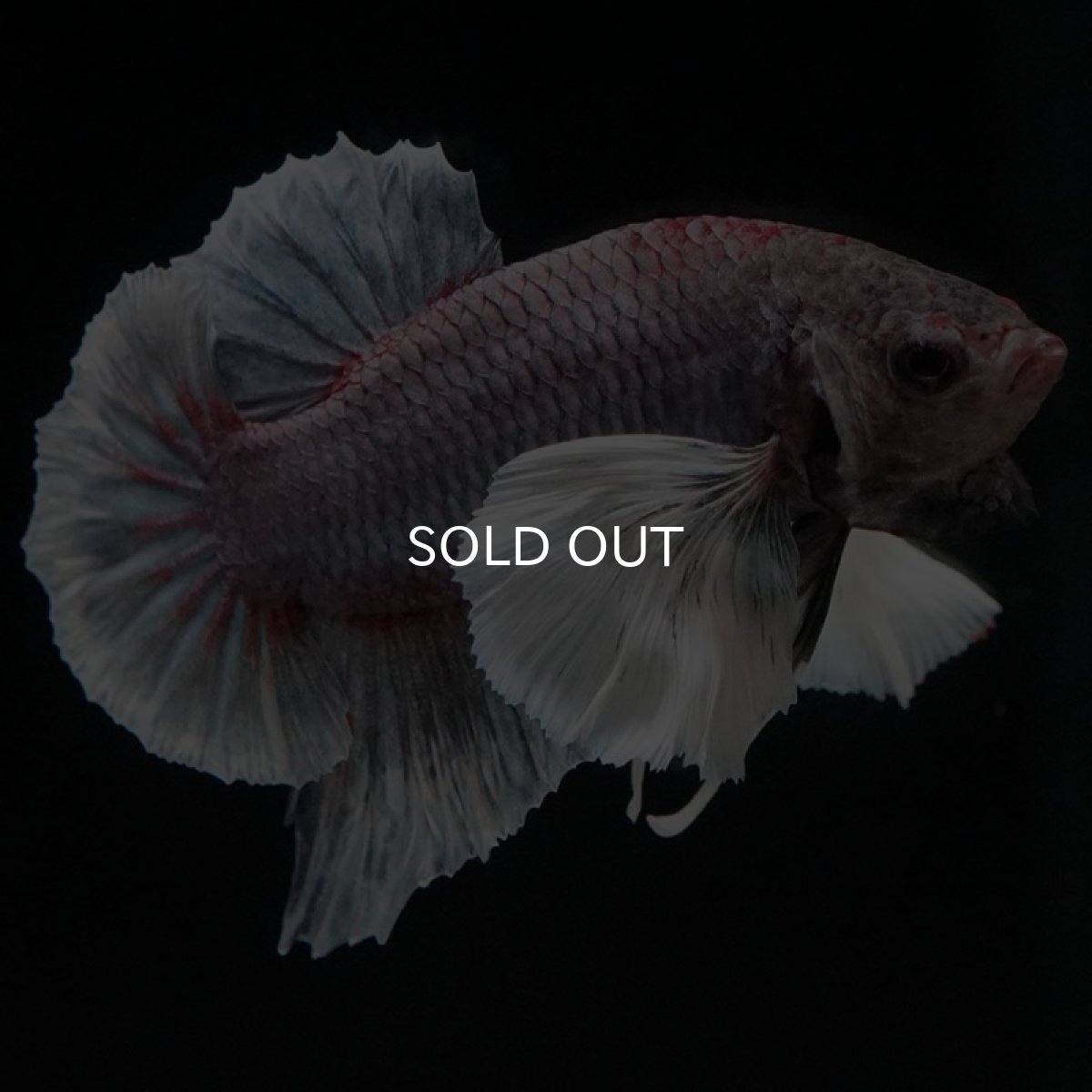 画像2: HMPK ファンシーダンボ (2)