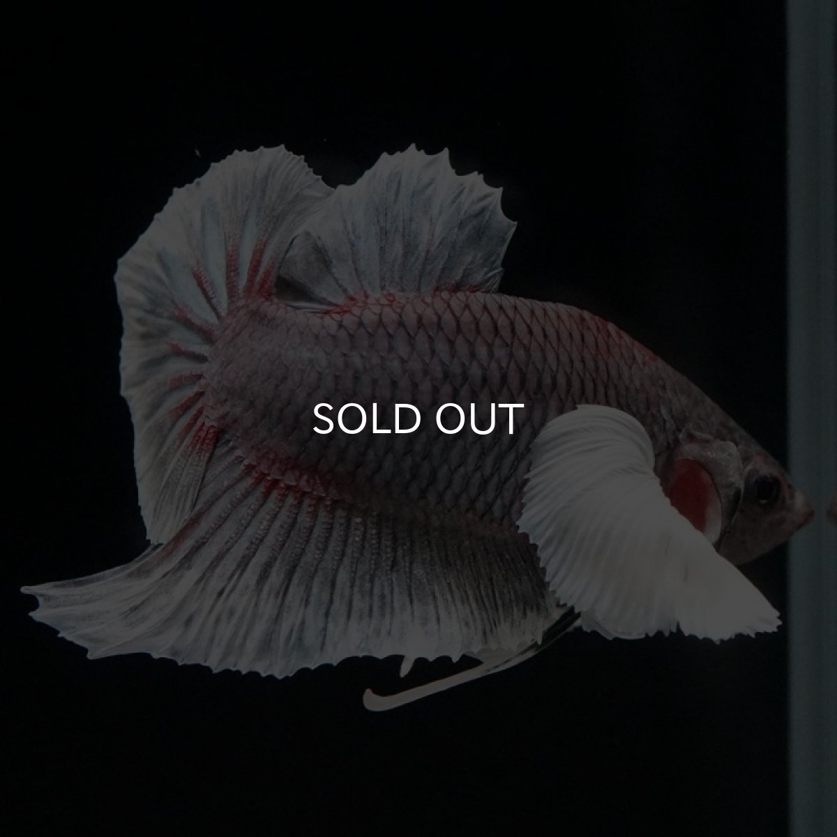 画像11: HMPK ファンシーダンボ (11)