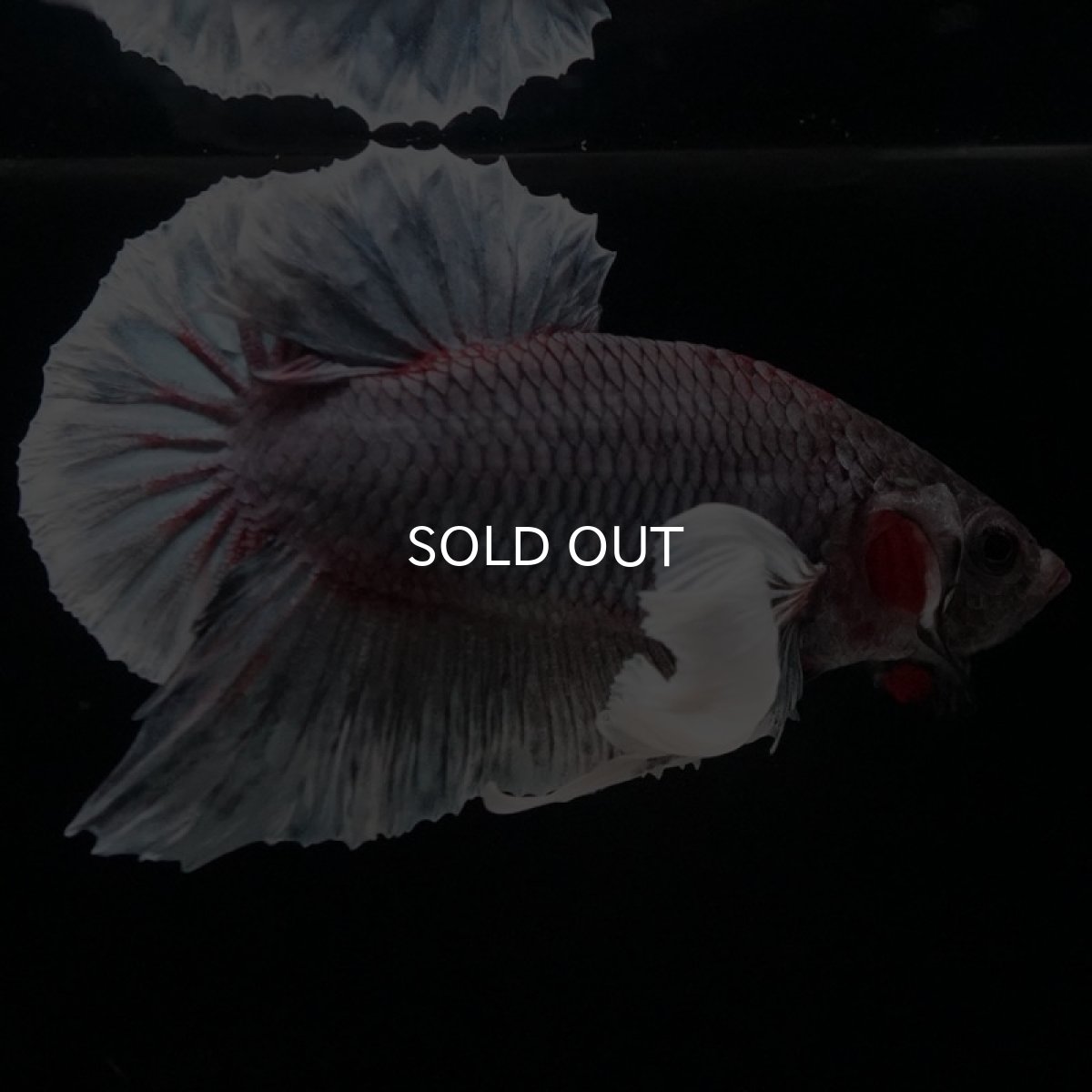 画像8: HMPK ファンシーダンボ (8)