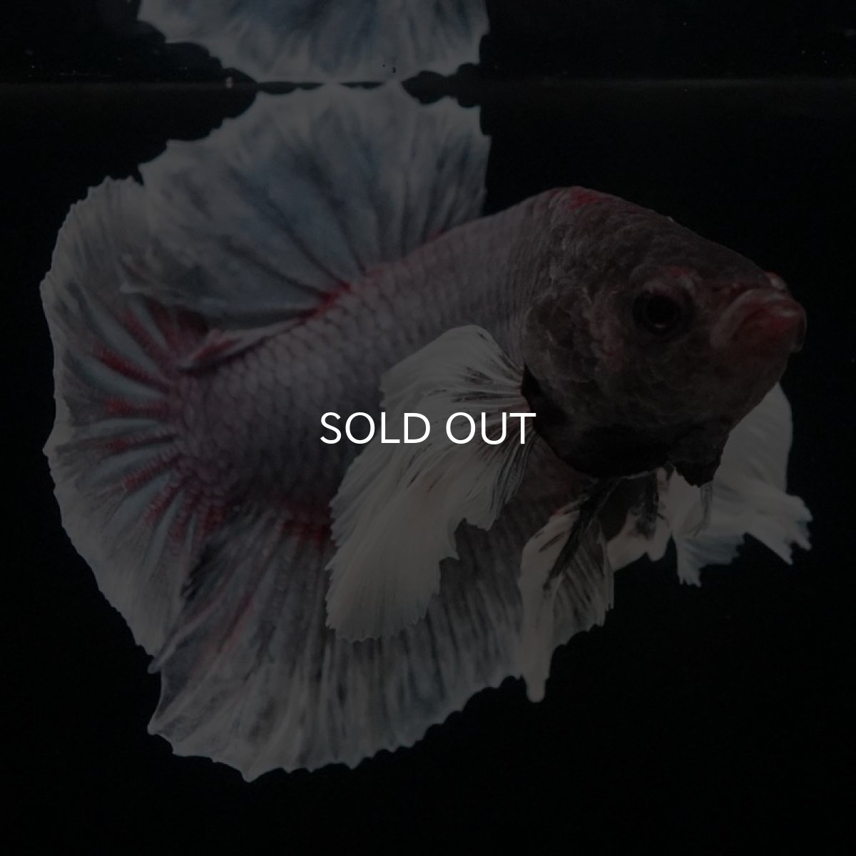 画像10: HMPK ファンシーダンボ (10)