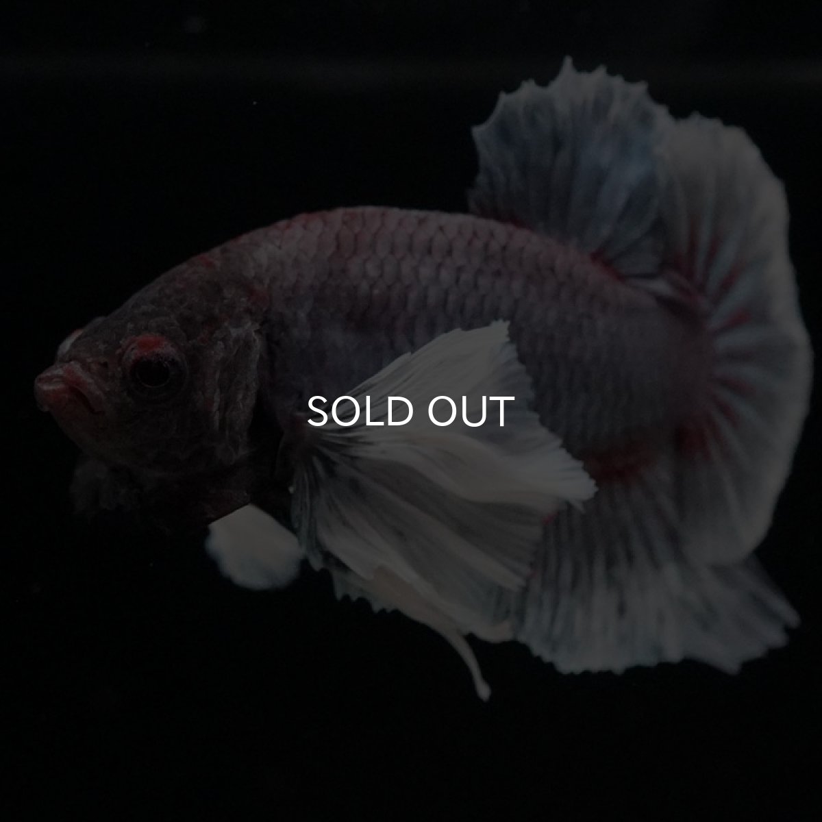 画像5: HMPK ファンシーダンボ (5)