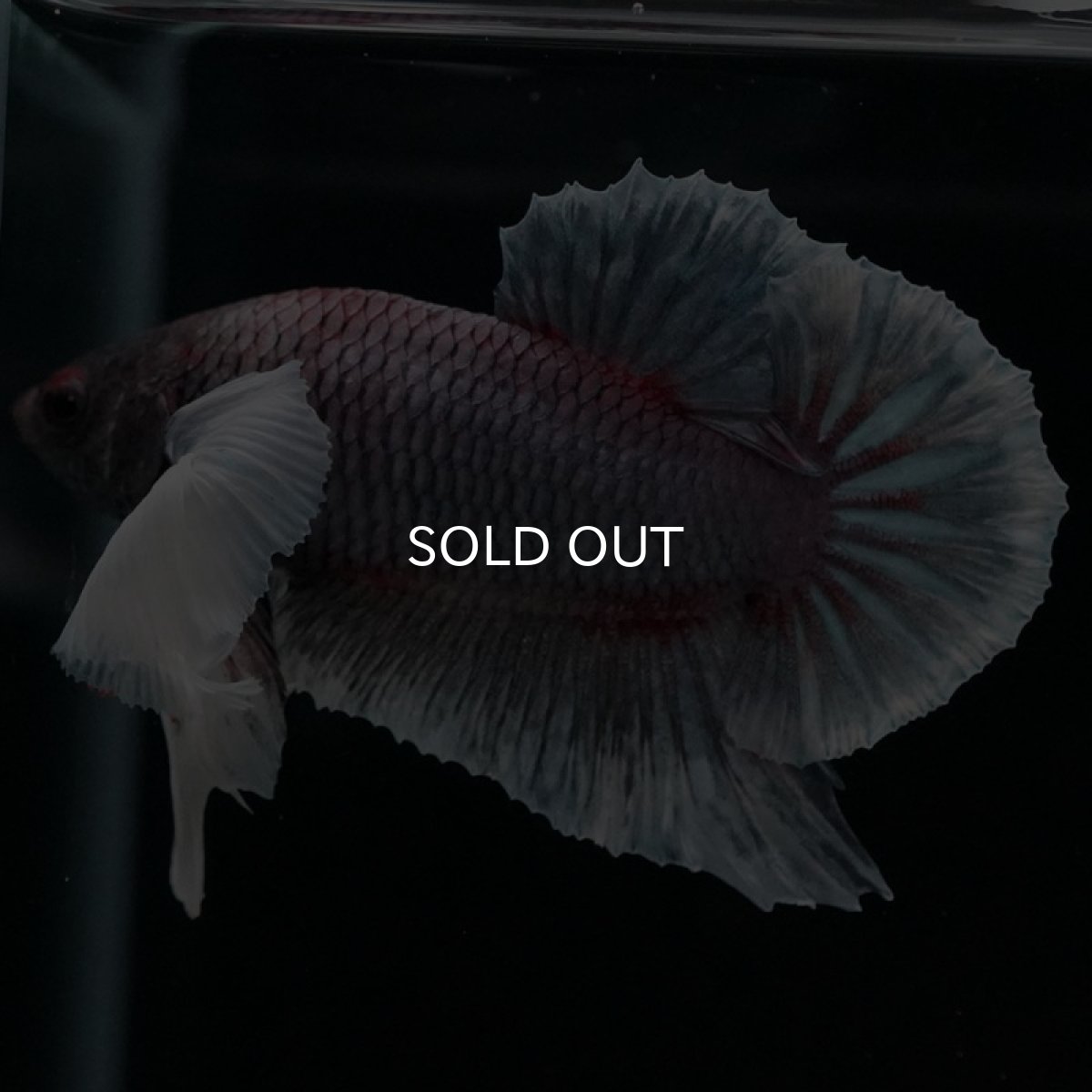 画像9: HMPK ファンシーダンボ (9)