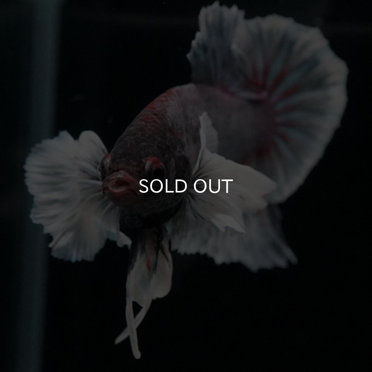 画像6: HMPK ファンシーダンボ (6)