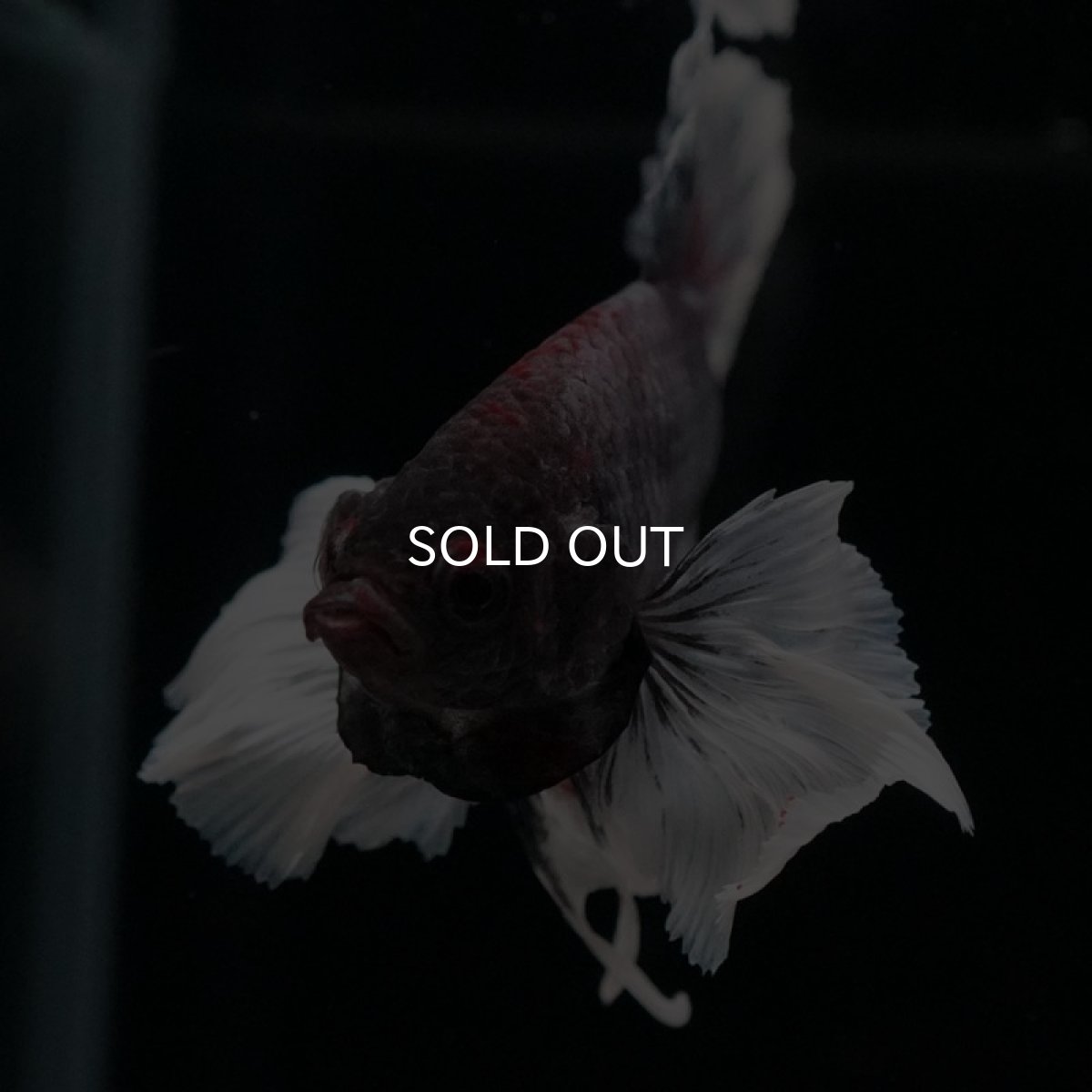 画像4: HMPK ファンシーダンボ (4)