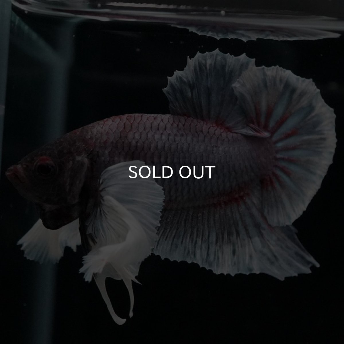 画像3: HMPK ファンシーダンボ (3)